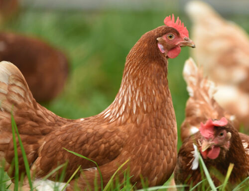 Waarom lokale producten duurzamer en verser zijn dan geïmporteerd voedsel
