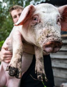 Boerderijautomaat in Vlaardingen foto 7