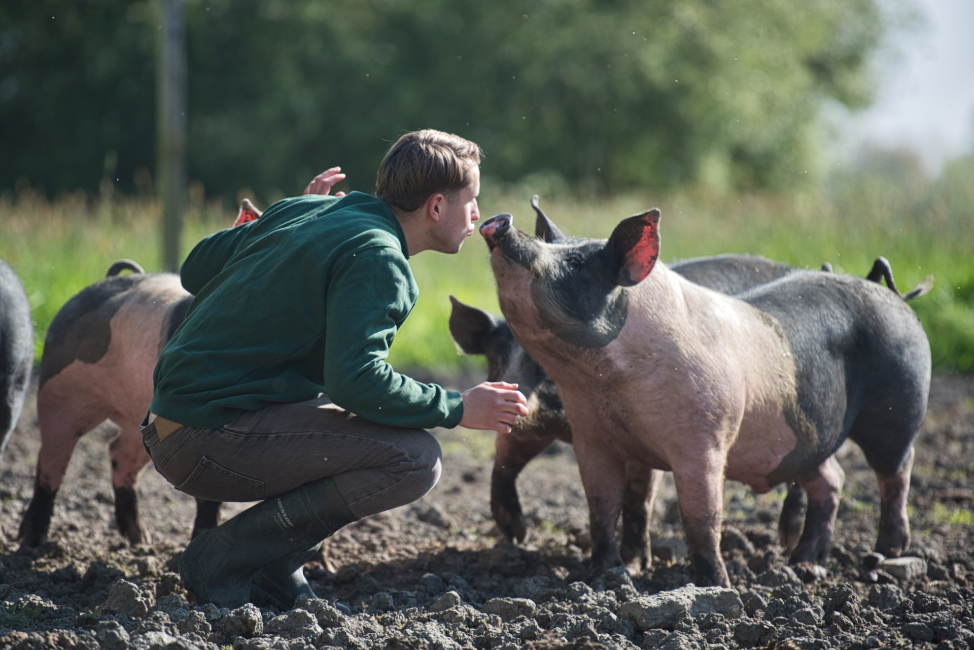 VanStijns landvarkens